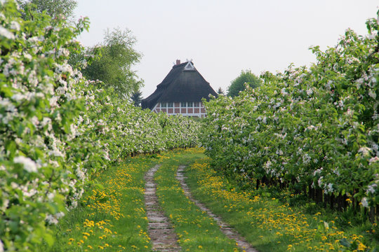 Blühende Apfelbaumreihen mit altem Niedersachsen-Bauernhaus.Where: Altes Land.When: 28.04.2011.