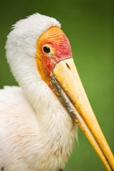 Stork of Malaysia