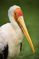 Stork of Malaysia