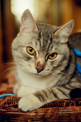 A cute gray cat with beautiful fur and yellow eyes is lying on a chair and looking towards the camera. Angry look.