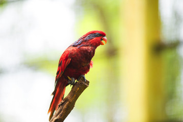 Red Parrots of Malaysia 