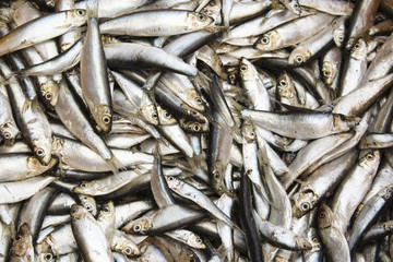 Obraz premium a lot of small frozen fish, sprat, herring.