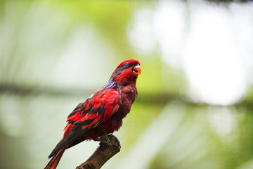 Red Parrots of Malaysia 