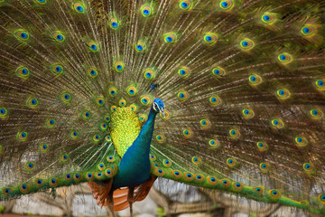 Obraz premium Peacocks of Malaysia