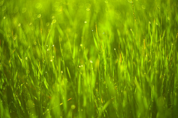 Green grass and drops of morning dew