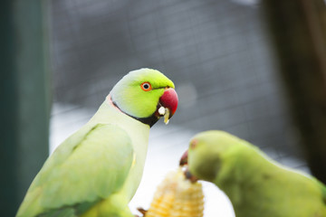 Colorful Birds of Malaysia
