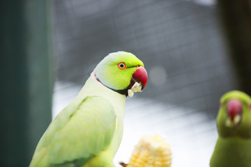 Colorful Birds of Malaysia