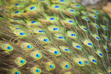 Fototapeta premium Peacocks of Malaysia