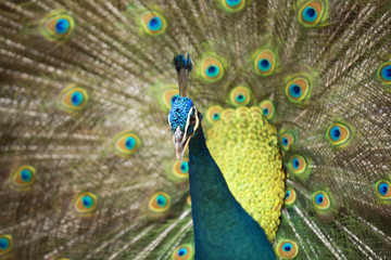 Peacocks of Malaysia