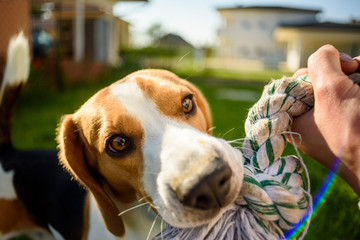 Beagle dog pulls toy