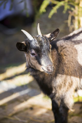 Portrait de biquette