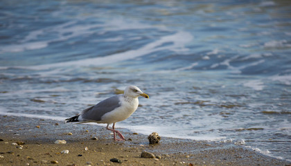 Mouette sur la plage