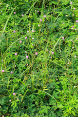 closeup of green mimosa pudica sensitive plant
