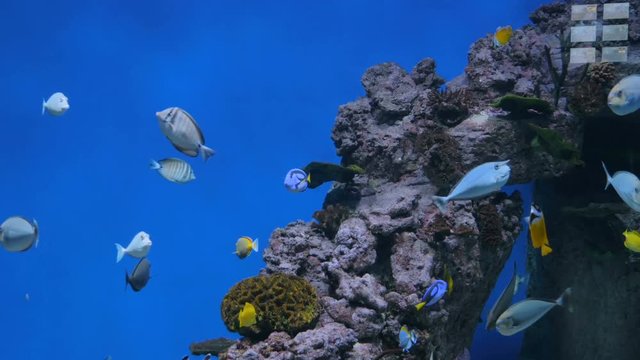 Shoal of colourful fishes swimming in huge aquarium. Coral reef on background