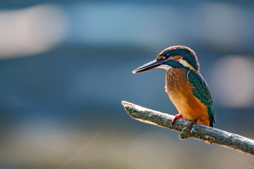 Kingfisher or Alcedo atthis perches on branch