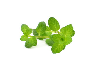 mięta © robert6666