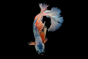 Rolgordijnen The moving moment beautiful of siam betta fish in thailand on black background. © Soonthorn