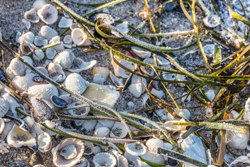 Muscheln am strand