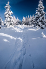 Obraz premium winter hiking trail with trees around, snow and blue sky in Beskids mountains