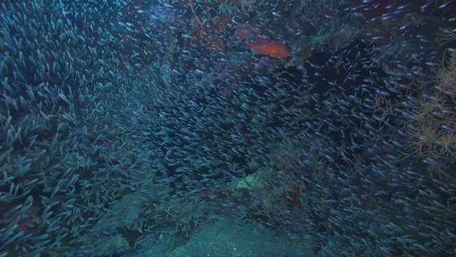 School of Glass Fish, Golden sweeper and Grouper swimming under the wreck