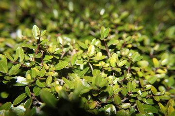 Simply Nature Beauty