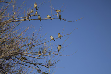 Sparrows on the branches of a tree on background of  a beautiful sky