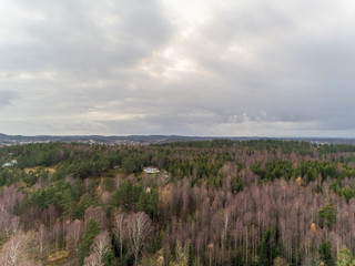 Obraz premium autumn forest