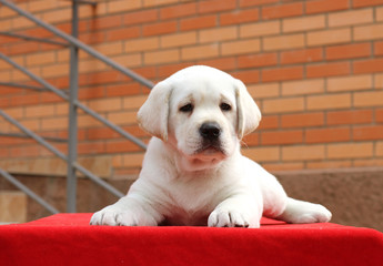 the little labrador puppy on a red background