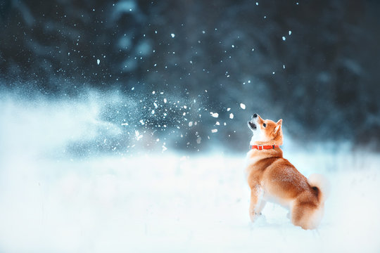 Red siba dog runs on the slope. Sunny winter snow-covered forest with warm evening light.