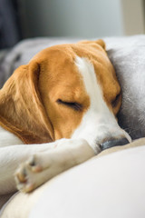 Beagle dog sleep