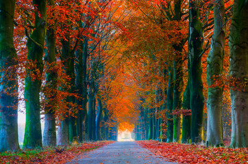 Autumn Alley in the Netherlands