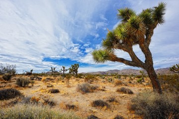 Joshua Trees in California Mojave Desert