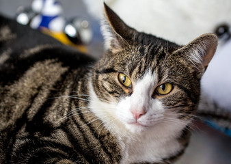 cat close-up