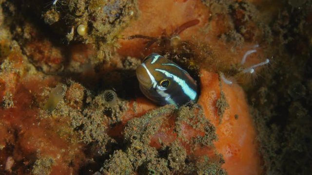 Bluestriped Fangblenny Hides In Its Hole On A Coral Reef