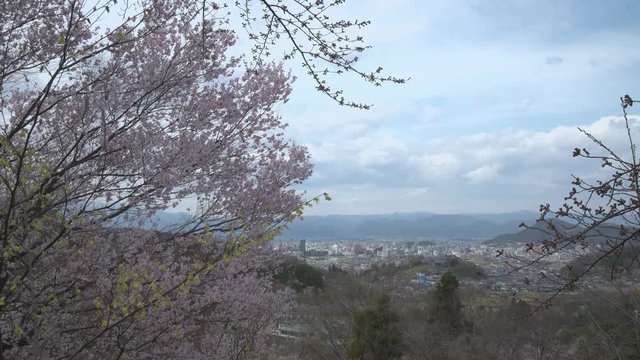 福島県 花見山公園 春 Japan scenery spring "Hanamiyama park"