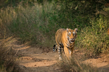 Fototapeta na wymiar A tigress on a afternoon walk in Ranthambore National Park, India