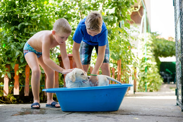 Boys washing dog