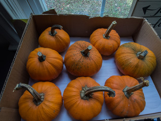 Small pumpkins for seasonal fall and autumn decorations