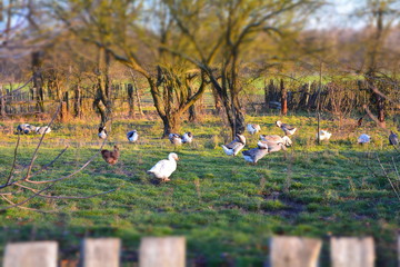 ptaki domowe hodowlane © robert6666