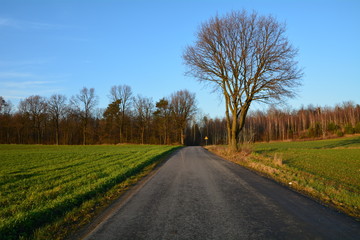 droga przez pola i las