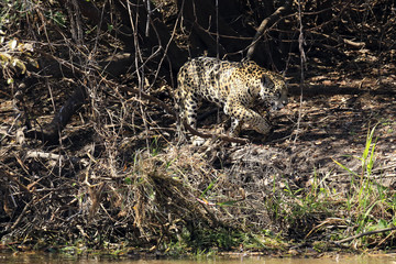 Jaguar Walking along the River Bank, Pantanal, Brazil