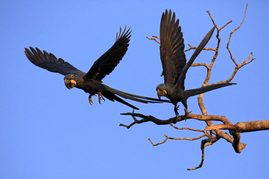 Two Hyacinth Macaws Taking Off from a Branch. Pantanal, Brazil