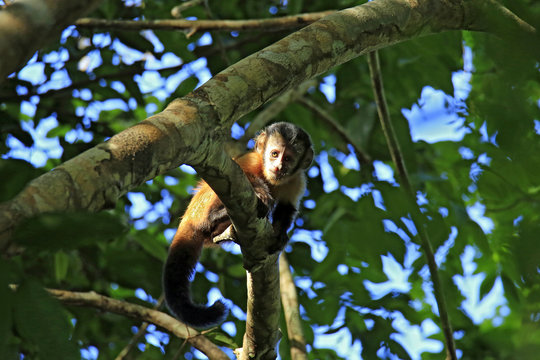 Young Tufted Capuchin Monkey Looking down from a Branch. Amazon Rainforest, Brazil