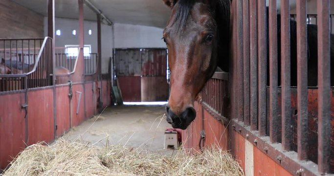 The horse is eating in a stable