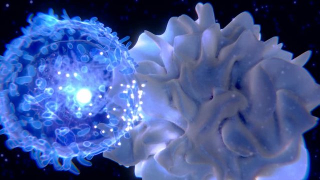 Dendritische Zelle pr&auml;sentiert T-Lymphozyten ein Antigen. 