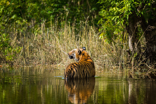 A bold male tiger panthera tigris cooling off in a cold water of stream with a green background in summer at bandhavgarh national park , India