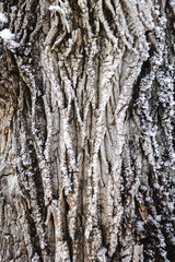 Obraz premium Frozen tree bark
