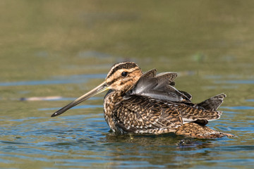 Snipe (Gallinago gallinago).