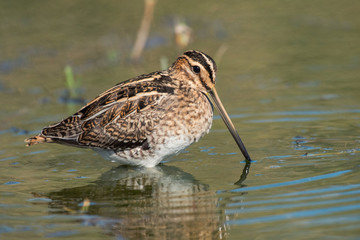 Snipe (Gallinago gallinago).