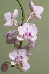 Foto op Canvas Phalaenopsis orchid flowers (butterfly orchid) © Alexander Kurlovich